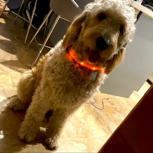 LED Night Time Safety Pet Leash & Collar Set